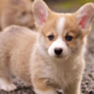 Meet your Posher, Sofia